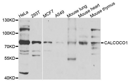 Western blot - CALCOCO1 antibody (144-07987)
