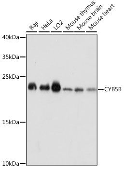 Western blot - CYB5B antibody (144-015900)