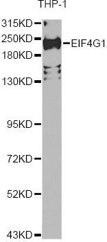 Western blot - EIF4G1 Antibody (144-07552)
