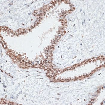 Immunohistochemistry - AHSP Polyclonal Antibody (144-06465)