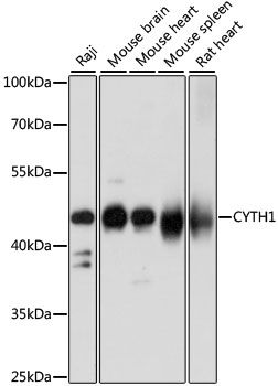 Western blot - CYTH1 antibody (144-61008)