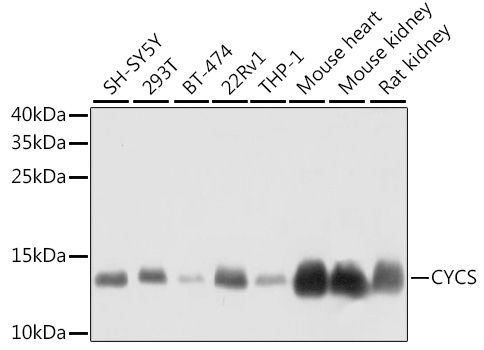 Western blot - CYCS antibody (144-60334)