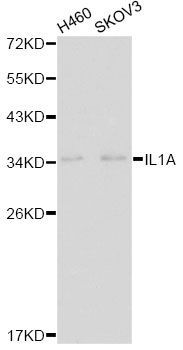 Western blot - IL1A antibody (144-01316)