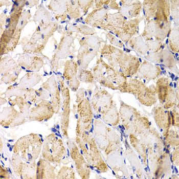 Immunohistochemistry - MBNL1 Polyclonal Antibody (144-08054)
