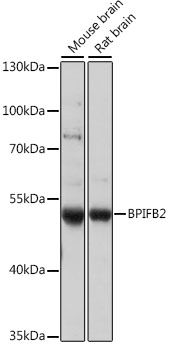 Western blot