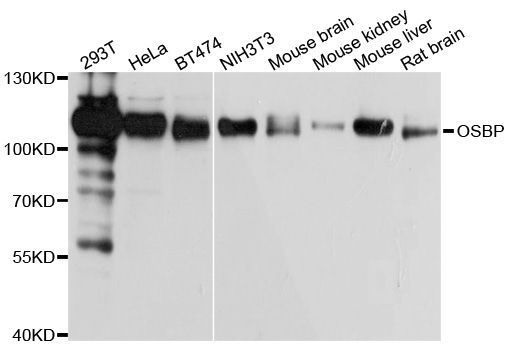 Western blot - OSBP antibody (144-03998)