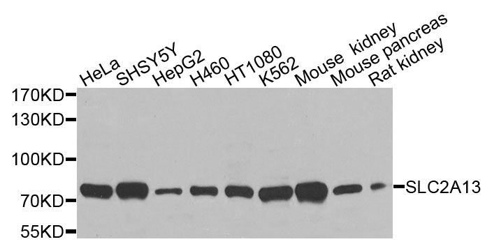 Western blot - SLC2A13 Polyclonal Antibody (144-09993)