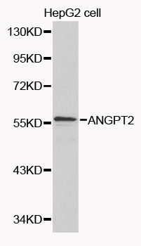Western blot - ANGPT2 Polyclonal Antibody (144-00698)