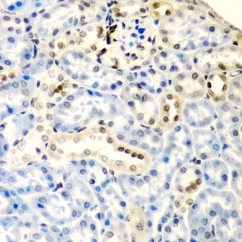 Immunohistochemistry - DCTD antibody (144-05889)