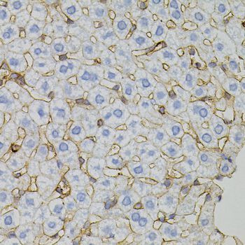 Immunohistochemistry - CLDN3 antibody (144-02946)