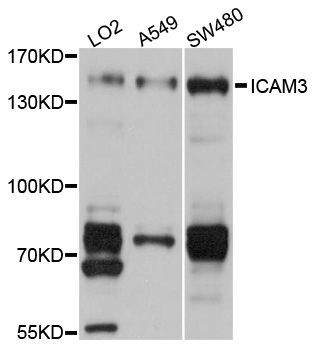 Western blot - ICAM3 antibody (144-03923)