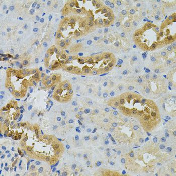 Immunohistochemistry - NAT8 antibody (144-07759)