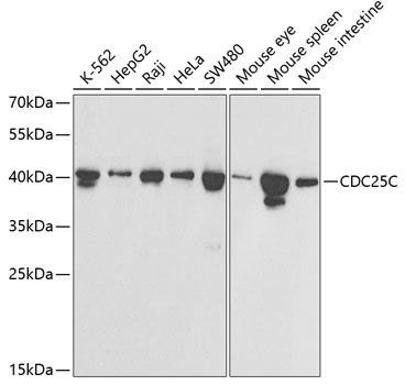 Western blot