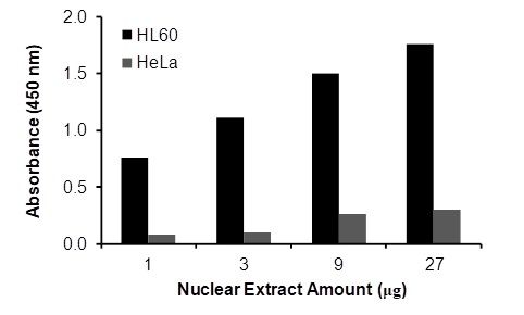 Transcription factor assay of NF-κB RelB from nuclear extracts of HL60 cells or HeLa cells with the RayBio<sup>®</sup> NF-κB RelB TF Activity Assay.