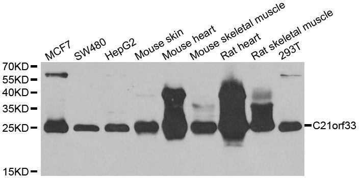 Western blot - C21orf33 Polyclonal Antibody (144-06429)