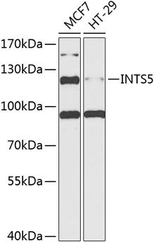 Western blot