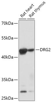Western blot