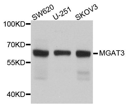 Western blot - MGAT3 antibody (144-08134)