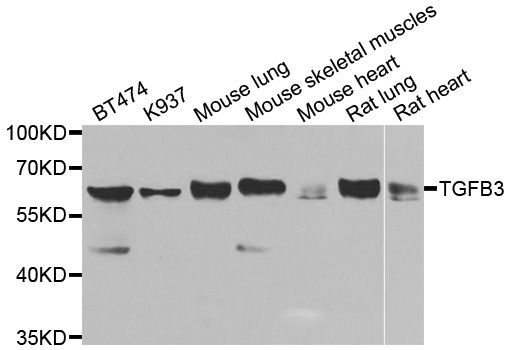 Western blot - TGFB3 Polyclonal Antibody (144-08460)