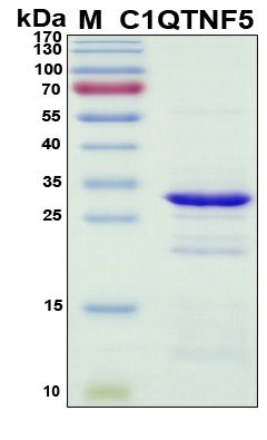 SDS-PAGE