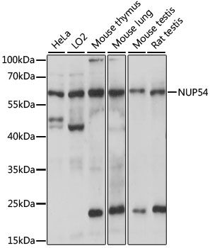 Western blot - NUP54 antibody (144-61064)