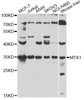 Western blot - MTX1 antibody (144-07912)