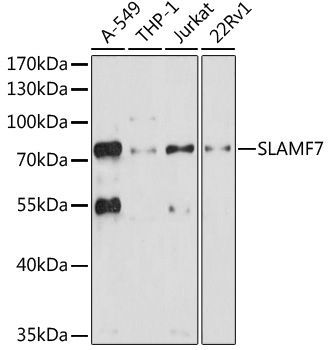 Western blot