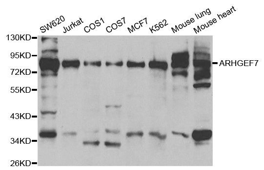 Western blot - ARHGEF7 antibody (144-01108)