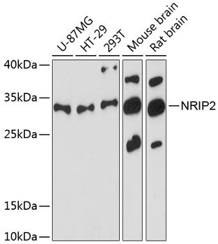 Western blot