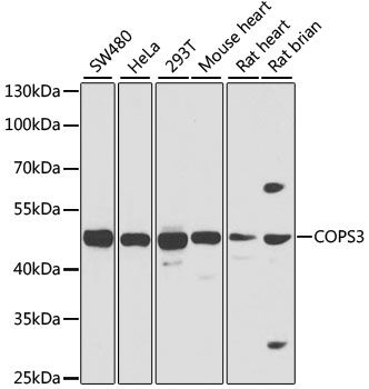 Western blot - COPS3 Polyclonal Antibody (144-07017)