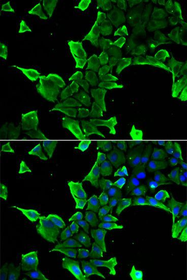 Immunofluorescence - NCS1 antibody (144-60402)
