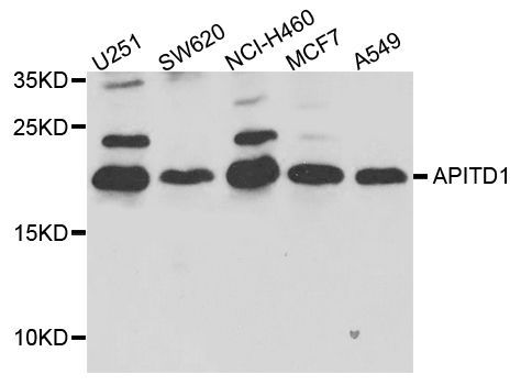 Western blot - APITD1 Polyclonal Antibody (144-08293)