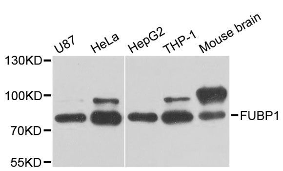 Western blot - FUBP1 Polyclonal Antibody (144-05587)