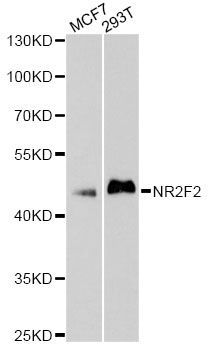 Western blot - NR2F2 Polyclonal Antibody (144-010251)
