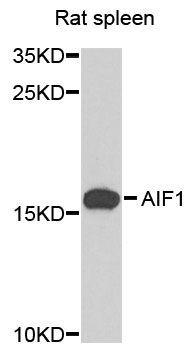 Western blot - AIF1 antibody (144-012391)
