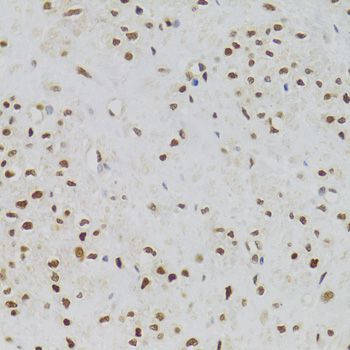 Immunohistochemistry - NASP Antibody (144-06938)