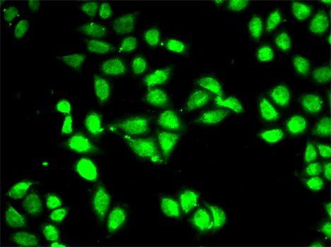 Immunofluorescence - PSMC3 antibody (144-01986)