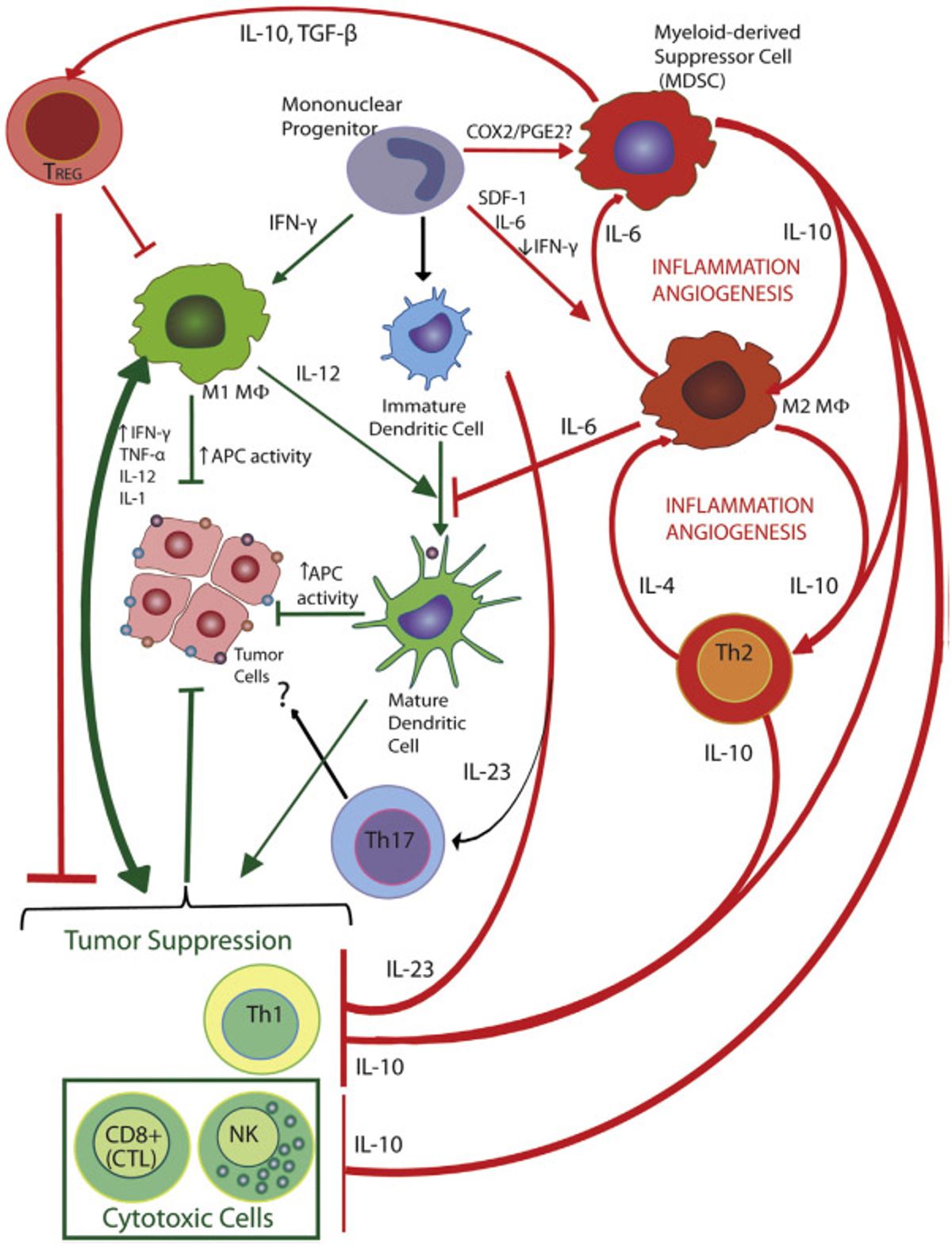 Tumor-Supporting Immune Cell Interactions