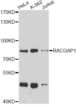 Western blot - RACGAP1 antibody (144-05298)