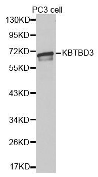 Western blot - KBTBD3 antibody (144-61330)