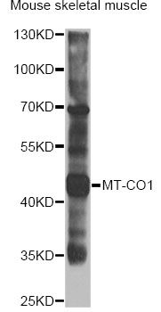 Western blot - MT-CO1 antibody (144-07531)