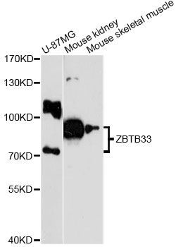 Western blot - ZBTB33 antibody (144-012900)