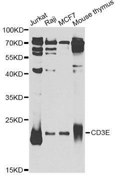 Western blot - CD3E Polyclonal Antibody (144-01753)