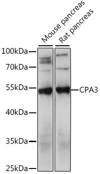Western blot - CPA3 antibody (144-61136)