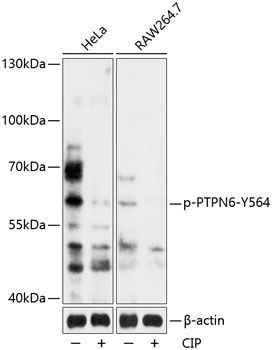 Western blot