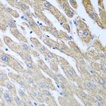 Immunohistochemistry - FUT6 antibody (144-03868)