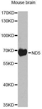 Western blot - ND5 antibody (144-08135)