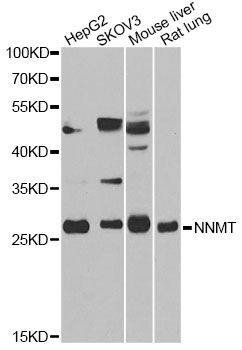 Western blot - NNMT Polyclonal Antibody (144-60555)