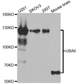Western blot - UBA6 Polyclonal Antibody (144-07511)