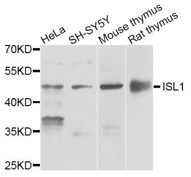 Western blot - ISL1 antibody (144-06383)